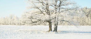 Kudretli meşe ağacı, karla kaplı tarla, taze karda insan izleri. Orman çayırı. Saf güneş ışığı. Kış Harikalar Diyarı. Ekoloji, eko turizm, çevre koruma, noel tatilleri, kayak