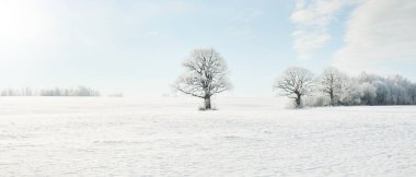 Kudretli meşe ağacı, karla kaplı tarla, taze karda insan izleri. Orman çayırı. Saf güneş ışığı. Kış Harikalar Diyarı. Ekoloji, eko turizm, çevre koruma, noel tatilleri, kayak