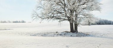 Kudretli meşe ağacı, karla kaplı tarla, taze karda insan izleri. Orman çayırı. Saf güneş ışığı. Kış Harikalar Diyarı. Ekoloji, eko turizm, çevre koruma, noel tatilleri, kayak