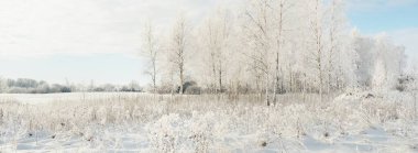 Karla kaplı ağaçlar. Saf güneş ışığı, açık mavi gökyüzü. Kış Harikalar Diyarı. Ekoloji, eko turizm, çevre koruma, Noel tatilleri