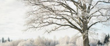 Ulu meşe ağacı. Orman çayırı. Saf güneş ışığı, açık mavi gökyüzü. Kış Harikalar Diyarı. Ekoloji, eko turizm, çevre koruma, noel tatilleri, kayak