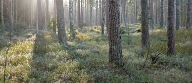 Görkemli Evergreen Ormanı. Güçlü çam ve çam ağaçları, yosun, eğrelti otu, bitkiler. Yumuşak güneş ışığı. Baharın başında. Saf doğa. Ekoloji, yürüyüş, temiz hava, sağlıklı yaşam tarzı kavramları.