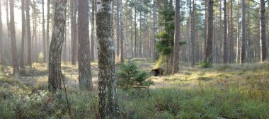 Görkemli Evergreen Ormanı. Güçlü çam ve çam ağaçları, yosun, eğrelti otu, bitkiler. Yumuşak güneş ışığı. Baharın başında. Saf doğa. Ekoloji, yürüyüş, temiz hava, sağlıklı yaşam tarzı kavramları.