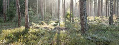 Görkemli Evergreen Ormanı. Güçlü çam ve çam ağaçları, yosun, eğrelti otu, bitkiler. Yumuşak güneş ışığı. Baharın başında. Saf doğa. Ekoloji, yürüyüş, temiz hava, sağlıklı yaşam tarzı kavramları.