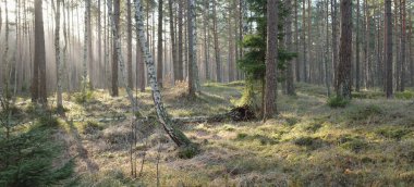 Görkemli Evergreen Ormanı. Güçlü çam ve çam ağaçları, yosun, eğrelti otu, bitkiler. Yumuşak güneş ışığı. Baharın başında. Saf doğa. Ekoloji, yürüyüş, temiz hava, sağlıklı yaşam tarzı kavramları.