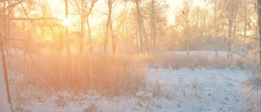 Güneş doğarken, karla kaplı, yemyeşil bir ormanın atmosferik manzarası. Saf altın güneş ışığı. Güçlü ağaçlar, ağaç kütükleri, kar tepeleri. Kış Harikalar Diyarı. Mevsimler, ekoloji, eko-turizm, Noel tatilleri