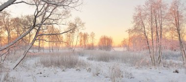 Güneş doğarken, karla kaplı, yemyeşil bir ormanın atmosferik manzarası. Saf altın güneş ışığı. Güçlü ağaçlar, ağaç kütükleri, kar tepeleri. Kış Harikalar Diyarı. Mevsimler, ekoloji, eko-turizm, Noel tatilleri