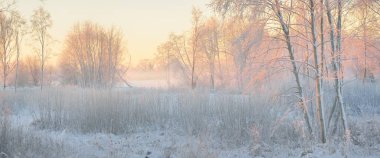 Güneş doğarken, karla kaplı, yemyeşil bir ormanın atmosferik manzarası. Saf altın güneş ışığı. Güçlü ağaçlar, ağaç kütükleri, kar tepeleri. Kış Harikalar Diyarı. Mevsimler, ekoloji, eko-turizm, Noel tatilleri