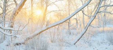 Güneş doğarken, karla kaplı, yemyeşil bir ormanın atmosferik manzarası. Saf altın güneş ışığı. Güçlü ağaçlar, ağaç kütükleri, kar tepeleri. Kış Harikalar Diyarı. Mevsimler, ekoloji, eko-turizm, Noel tatilleri