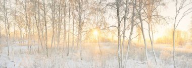Güneş doğarken, karla kaplı, yemyeşil bir ormanın atmosferik manzarası. Saf altın güneş ışığı. Güçlü ağaçlar, ağaç kütükleri, kar tepeleri. Kış Harikalar Diyarı. Mevsimler, ekoloji, eko-turizm, Noel tatilleri