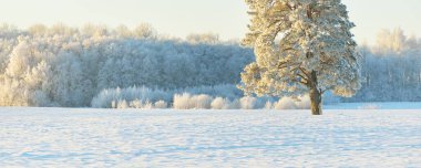 Güçlü çam ağaçları, karla kaplı tarlalar, taze karda insan izleri. Saf güneş ışığı. Kış Harikalar Diyarı. Ekoloji, eko-turizm, çevre koruma, noel tatilleri, kayak