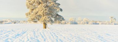 Güçlü çam ağaçları, karla kaplı tarlalar, taze karda insan izleri. Saf güneş ışığı. Kış Harikalar Diyarı. Ekoloji, eko-turizm, çevre koruma, noel tatilleri, kayak