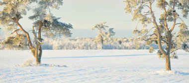 Güçlü çam ağaçları, karla kaplı tarlalar, taze karda insan izleri. Saf güneş ışığı. Kış Harikalar Diyarı. Ekoloji, eko-turizm, çevre koruma, noel tatilleri, kayak