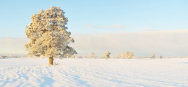 Güçlü çam ağaçları, karla kaplı tarlalar, taze karda insan izleri. Saf güneş ışığı. Kış Harikalar Diyarı. Ekoloji, eko-turizm, çevre koruma, noel tatilleri, kayak
