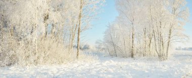 Karla kaplı ağaçlar, buzullar. Orman çayırı. Saf güneş ışığı, açık mavi gökyüzü. Kış Harikalar Diyarı. Ekoloji, eko turizm, çevre koruma