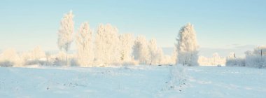 Karla kaplı ağaçlar, buzullar. Orman çayırı. Saf güneş ışığı, açık mavi gökyüzü. Kış Harikalar Diyarı. Ekoloji, eko turizm, çevre koruma