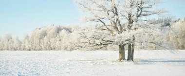 Kudretli meşe ağacı, karla kaplı tarla, taze karda insan izleri. Orman çayırı. Saf güneş ışığı. Kış Harikalar Diyarı. Ekoloji, eko turizm, çevre koruma, noel tatilleri, kayak
