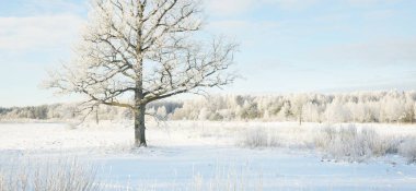 Kudretli meşe ağacı, karla kaplı tarla, taze karda insan izleri. Orman çayırı. Saf güneş ışığı. Kış Harikalar Diyarı. Ekoloji, eko turizm, çevre koruma, noel tatilleri, kayak