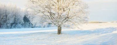 Kudretli meşe ağacı, karla kaplı tarla, taze karda insan izleri. Orman çayırı. Saf güneş ışığı. Kış Harikalar Diyarı. Ekoloji, eko turizm, çevre koruma, noel tatilleri, kayak