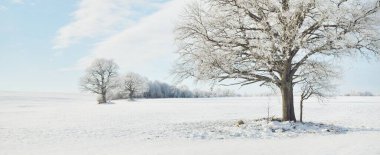 Kudretli meşe ağacı, karla kaplı tarla, taze karda insan izleri. Orman çayırı. Saf güneş ışığı. Kış Harikalar Diyarı. Ekoloji, eko turizm, çevre koruma, noel tatilleri, kayak