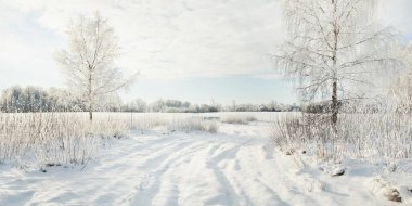 Karla kaplı ağaçlar. Saf güneş ışığı, açık mavi gökyüzü. Kış Harikalar Diyarı. Ekoloji, eko turizm, çevre koruma, Noel tatilleri