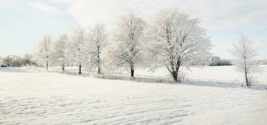 Karla kaplı ağaçlar. Saf güneş ışığı, açık mavi gökyüzü. Kış Harikalar Diyarı. Ekoloji, eko turizm, çevre koruma, Noel tatilleri