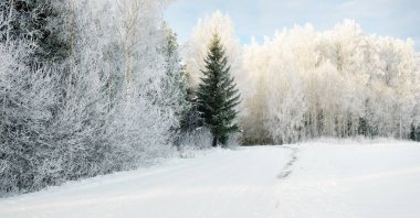 Güneşli bir günde karla kaplı orman parkına giden yol. Güçlü yeşil ağaçlar, don, yumuşak güneş ışığı. Kış Harikalar Diyarı. Idyllic manzara. Noel tatilleri, eko turizm, yürüyüş, kayak temaları