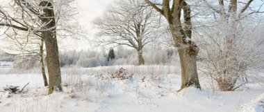 Kırsal alanda, karla kaplı tarlaların içinden geçen köy yolu. Arabadan görüntü. Kar sürükleniyor. Avrupa. Doğa, Noel tatilleri, uzak yerler, kış lastikleri, tehlikeli sürüş konsepti