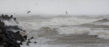 Sis içindeki Baltık Denizi. Dalgalar, su sıçratma, fırtına. Dalgalar, uçan martılar. Resimli panoramik monokrom manzarası, deniz manzarası. Doğa, çevre, sert hava, tehlike