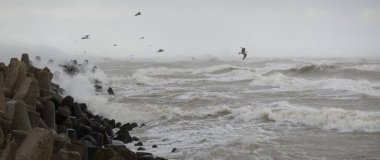 Sis içindeki Baltık Denizi. Dalgalar, su sıçratma, fırtına. Dalgalar, uçan martılar. Resimli panoramik monokrom manzarası, deniz manzarası. Doğa, çevre, sert hava, tehlike