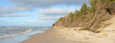 Fırtınadan sonra Baltık Denizi. Kum tepeleri, altın kum tepeleri, görkemli yeşil çam ormanları. Resimli manzara, deniz manzarası, doğa. Panoramik manzara. Ekoloji, eko turizm, yürüyüş kavramları