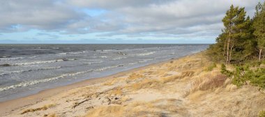 Fırtınadan sonra Baltık Denizi. Kum tepeleri, altın kum tepeleri, görkemli yeşil çam ormanları. Resimli manzara, deniz manzarası, doğa. Panoramik manzara. Ekoloji, eko turizm, yürüyüş kavramları