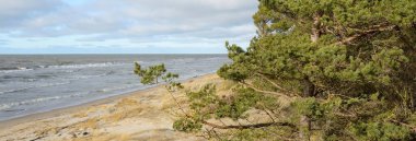 Fırtınadan sonra Baltık Denizi. Kum tepeleri, altın kum tepeleri, görkemli yeşil çam ormanları. Resimli manzara, deniz manzarası, doğa. Panoramik manzara. Ekoloji, eko turizm, yürüyüş kavramları