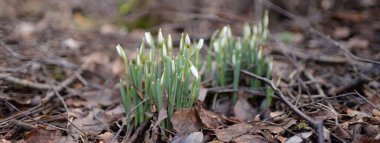 Ormanda küçük kır çiçekleri (Galanthus). Çiçek tomurcuğu. Kış sıcağı, Avrupa 'nın ilkbaharı. Saflığın, huzurun, sevincin sembolü. Başlangıç olarak, Paskalya konsepti. Doğa, çevre, ekoloji