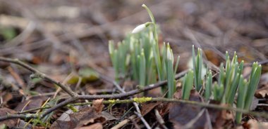 Ormanda küçük kır çiçekleri (Galanthus). Çiçek tomurcuğu. Kış sıcağı, Avrupa 'nın ilkbaharı. Saflığın, huzurun, sevincin sembolü. Başlangıç olarak, Paskalya konsepti. Doğa, çevre, ekoloji
