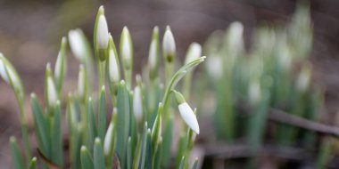 Ormanda küçük kır çiçekleri (Galanthus). Çiçek tomurcuğu. Kış sıcağı, Avrupa 'nın ilkbaharı. Saflığın, huzurun, sevincin sembolü. Başlangıç olarak, Paskalya konsepti. Doğa, çevre, ekoloji