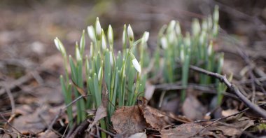 Ormanda küçük kır çiçekleri (Galanthus). Çiçek tomurcuğu. Kış sıcağı, Avrupa 'nın ilkbaharı. Saflığın, huzurun, sevincin sembolü. Başlangıç olarak, Paskalya konsepti. Doğa, çevre, ekoloji