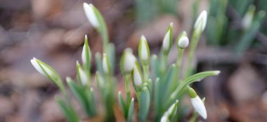 Ormanda küçük kır çiçekleri (Galanthus). Çiçek tomurcuğu. Kış sıcağı, Avrupa 'nın ilkbaharı. Saflığın, huzurun, sevincin sembolü. Başlangıç olarak, Paskalya konsepti. Doğa, çevre, ekoloji