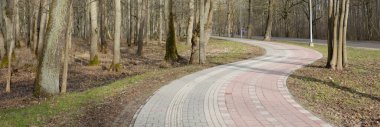 Orman parkında modern virajlı yaya yolu ve bisiklet yolu. Baharın başında. Güçlü ağaçlar, kuru altın yapraklar. Doğa, ekoloji, eğlence, kuzey yürüyüşü, bisiklet, yürüyüş, eko-turizm