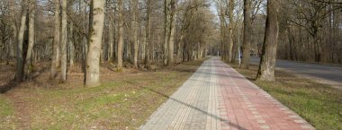 Orman parkında modern virajlı yaya yolu ve bisiklet yolu. Baharın başında. Güçlü ağaçlar, kuru altın yapraklar. Doğa, ekoloji, eğlence, kuzey yürüyüşü, bisiklet, yürüyüş, eko-turizm