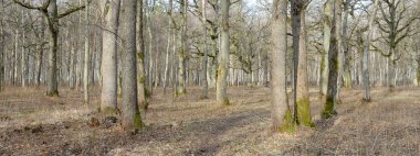 Orman parkına giden yol. Sonbahar renkleri, yumuşak güneş ışığı. Güçlü ağaçlar, kuru bitkiler, yosun, altın yapraklar. Baharın başında. Atmosferik manzara. Doğa, çevre. Panoramik görünüm