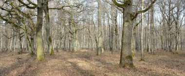 Orman parkına giden yol. Sonbahar renkleri, yumuşak güneş ışığı. Güçlü ağaçlar, kuru bitkiler, yosun, altın yapraklar. Baharın başında. Atmosferik manzara. Doğa, çevre. Panoramik görünüm