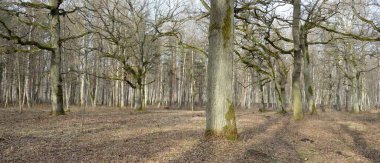 Orman parkına giden yol. Sonbahar renkleri, yumuşak güneş ışığı. Güçlü ağaçlar, kuru bitkiler, yosun, altın yapraklar. Baharın başında. Atmosferik manzara. Doğa, çevre. Panoramik görünüm