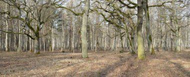 Orman parkına giden yol. Sonbahar renkleri, yumuşak güneş ışığı. Güçlü ağaçlar, kuru bitkiler, yosun, altın yapraklar. Baharın başında. Atmosferik manzara. Doğa, çevre. Panoramik görünüm