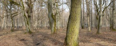 Pathway through the forest park. Autumn colors, soft sunlight. Mighty trees, dry plants, moss, golden leaves. Early spring. Atmospheric landscape. Nature, environment. Panoramic view