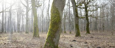Orman parkına giden yol. Sonbahar renkleri, yumuşak güneş ışığı. Güçlü ağaçlar, kuru bitkiler, yosun, altın yapraklar. Baharın başında. Atmosferik manzara. Doğa, çevre. Panoramik görünüm
