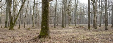 Orman parkına giden yol. Sonbahar renkleri, yumuşak güneş ışığı. Güçlü ağaçlar, kuru bitkiler, yosun, altın yapraklar. Baharın başında. Atmosferik manzara. Doğa, çevre. Panoramik görünüm