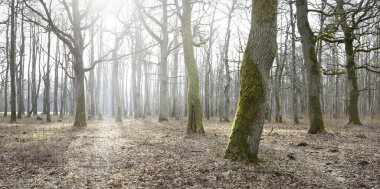 Orman parkına giden yol. Sonbahar renkleri, yumuşak güneş ışığı. Güçlü ağaçlar, kuru bitkiler, yosun, altın yapraklar. Baharın başında. Atmosferik manzara. Doğa, çevre. Panoramik görünüm