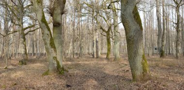Orman parkına giden yol. Sonbahar renkleri, yumuşak güneş ışığı. Güçlü ağaçlar, kuru bitkiler, yosun, altın yapraklar. Baharın başında. Atmosferik manzara. Doğa, çevre. Panoramik görünüm