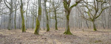 Orman parkına giden yol. Sonbahar renkleri, yumuşak güneş ışığı. Güçlü ağaçlar, kuru bitkiler, yosun, altın yapraklar. Baharın başında. Atmosferik manzara. Doğa, çevre. Panoramik görünüm